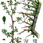 Commiphora_myrrha Kohler Medizinal-Pflanzen-019