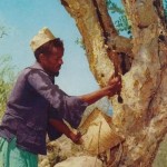 Somali_man_Myrrh_tree